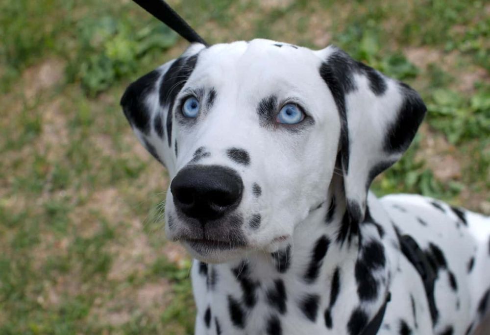 dalmatian ochi albastri