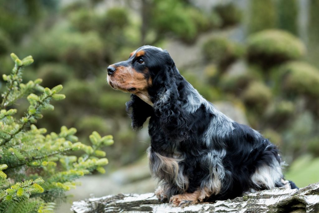 cocker spaniel